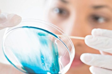 Laborantka w rękawiczkach ochronnych pobierająca próbkę wymazem z płytki Petriego z niebieską substancją w warunkach laboratoryjnych.